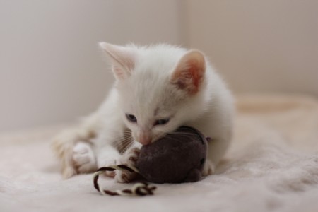 ネズミのおもちゃを狩猟する猫